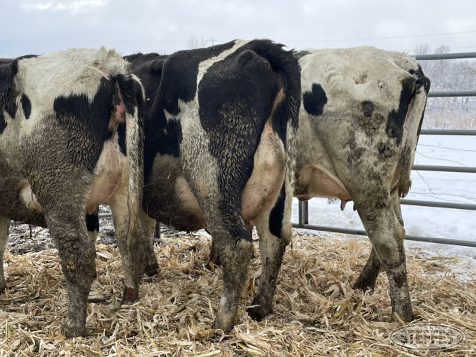(13 Head) Holstein cows